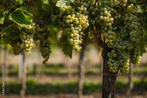 Wallpaper Mural Abundant clusters of ripe white grapes hang from a vibrant vine with green leaves in a sunny vineyard Torontodigital.ca