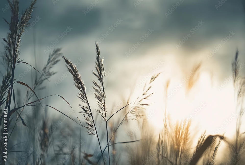 Obraz premium Silhouetted grasses. Tall grasses against a soft-lit sky symbolize harmony with nature. Applications include relaxation-themed publications, mindfulness apps, or art prints.