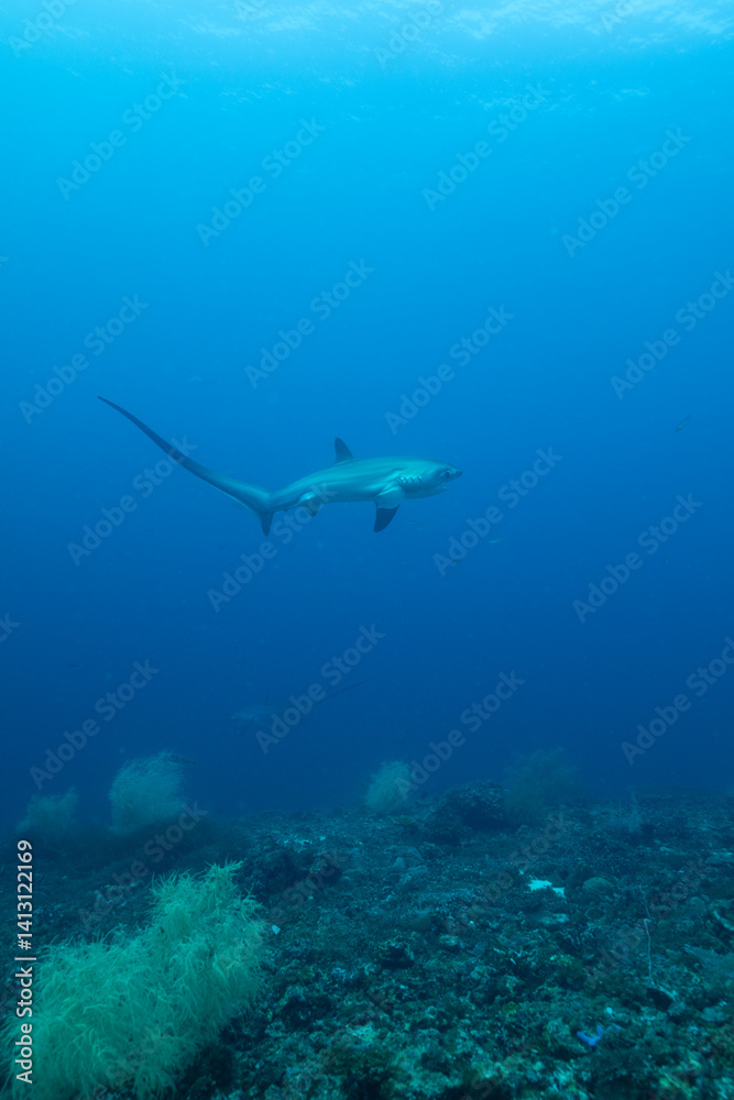 Fototapeta premium White Tip Alley 3