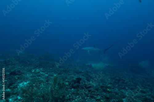 White Tip Shark 3