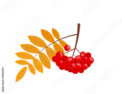 Cluster of rowan berries with leaves. Autumn rowan branch with leaves and red berries. Isolated vector illustration in flat style.
