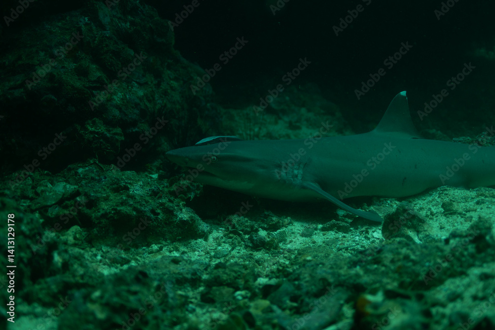 Fototapeta premium Mandarin Fish 1