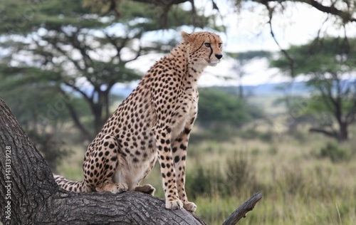 A photo of a cheetah sitting on a tree branch