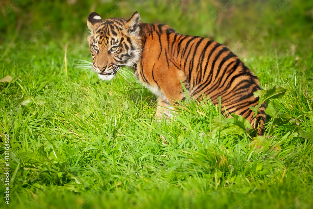 A beautiful young tiger cub roams around the natural habitat of his large grassy enclosure in a Welsh wildlife park hunting for food and exploring his surroundings. Full property release provided
A beautiful young tiger cub roams around the natural habitat of his large grassy enclosure in a Welsh wildlife park hunting for food and exploring his surroundings. Full property release provided