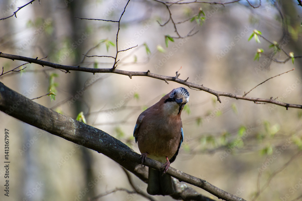 Naklejka premium jay bird on a tree branch