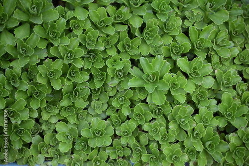 Wallpaper Mural Green Plant Torontodigital.ca