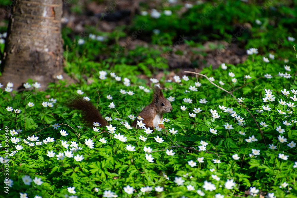 squirrel among white flowers of anemone in the park squirrel among white flowers of anemone in the park