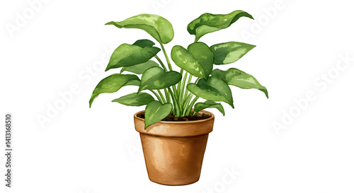 Fresh green basil herb potted plant isolated on white backgroundisolated on white background photo