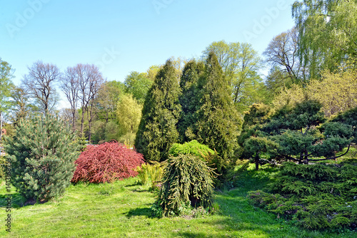 Corner of the park with conifers