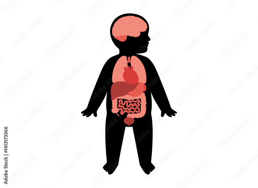 Internal organs of the child Internal organs of the child