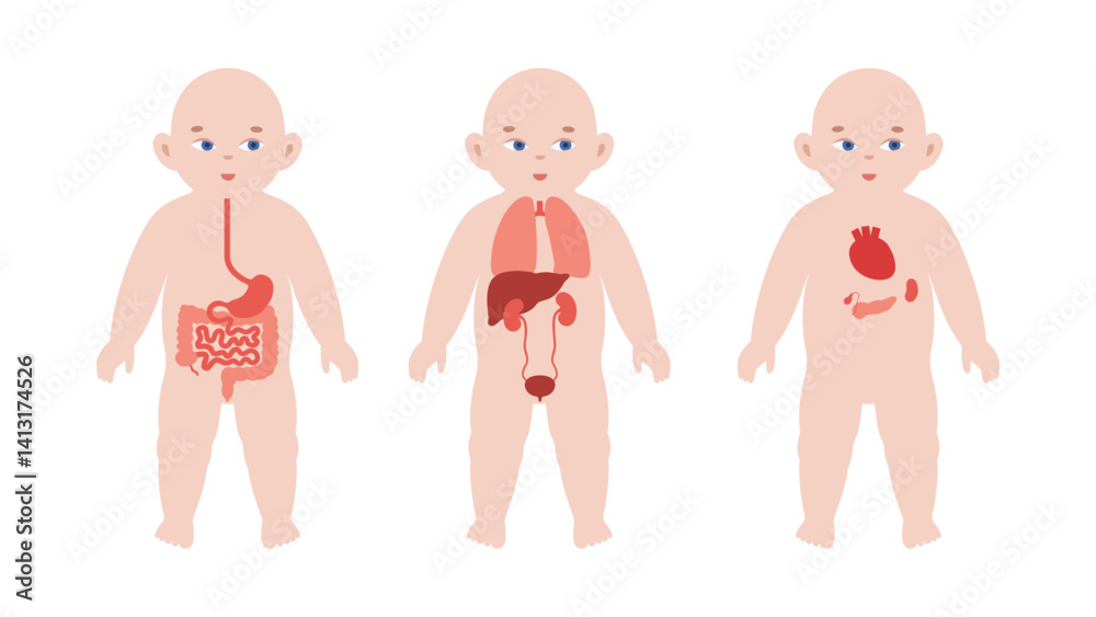 Internal organs of the child