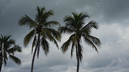 Wallpaper Mural Palm tree silhouettes against a heavy, overcast sky convey a sense of tropical storm brewing and impending weather event. Torontodigital.ca