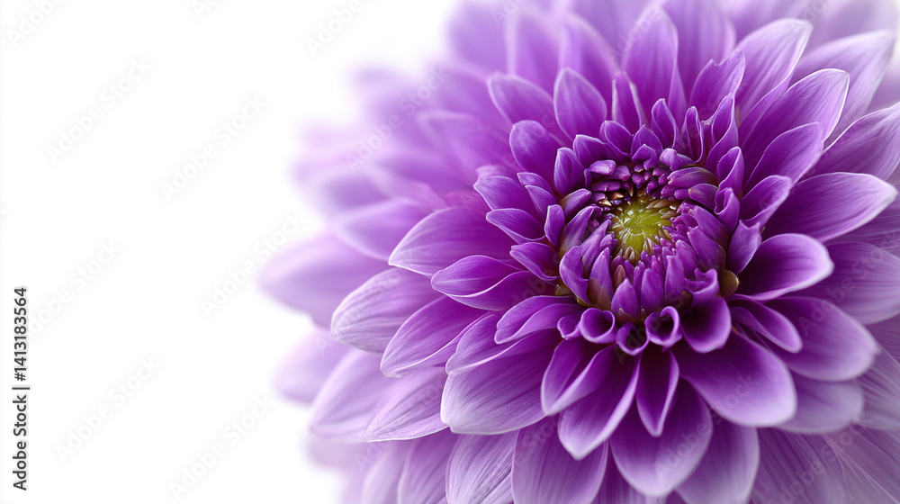 Close-up of a beautiful purple dahlia flower with intricate petals. The bloom is on a white background, emphasizing its delicate form. Close-up of a beautiful purple dahlia flower with intricate petals. The bloom is on a white background, emphasizing its delicate form.