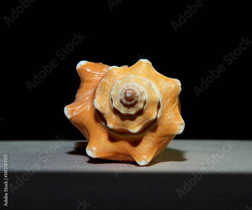 Tropical seashell isolated with black and grey background