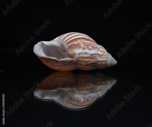 Seashell isolated on black background reflected on mirror