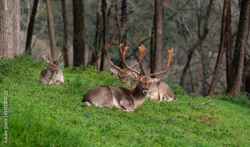 Fallow deer sitting and resting in a forest on green grass
