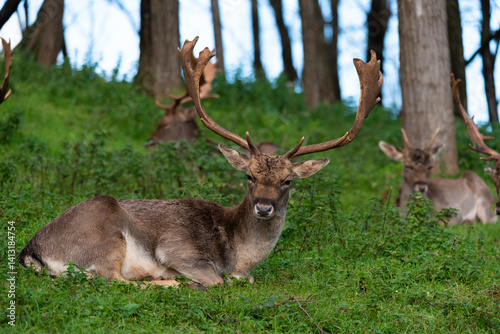 Fallow deer sitting and resting in a forest on green grass