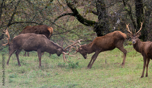 Male deer fighting over females during the mating season