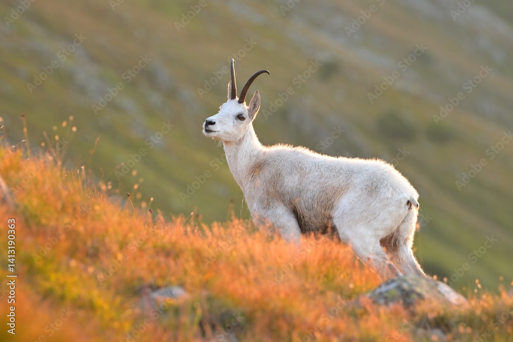 Obraz premium Chamois rupicapra rupicapra fawn western red deer male European graze in meadow nice eyes fur forest mountains, nice darling, widespread hunting animal care, hunted Europe