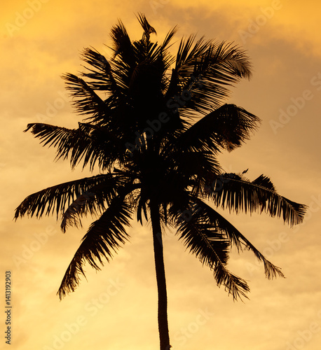 Fototapeta Naklejka Na Ścianę i Meble -  A palm tree is silhouetted against a cloudy sky