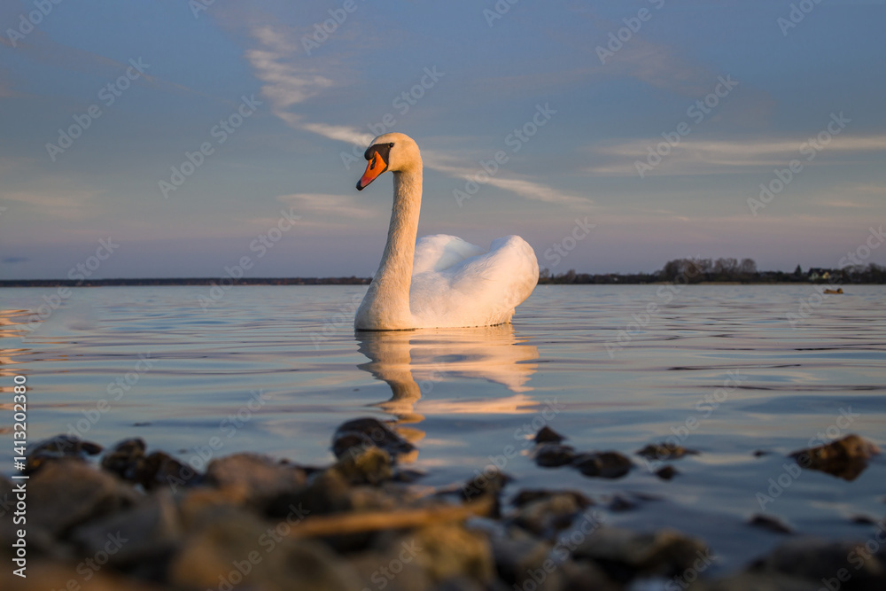 Majestic swan gliding gracefully on calm waters at sunset near lakeside rocks