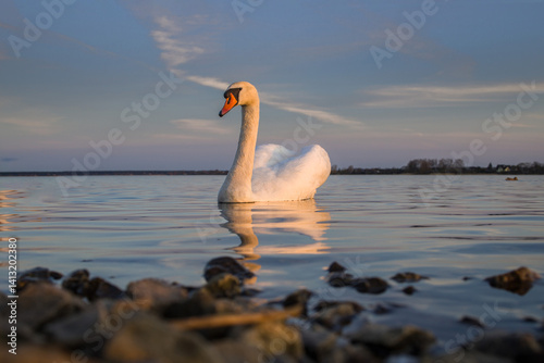 Obraz na płótnie Majestic swan gliding gracefully on calm waters at sunset near lakeside rocks w salonie