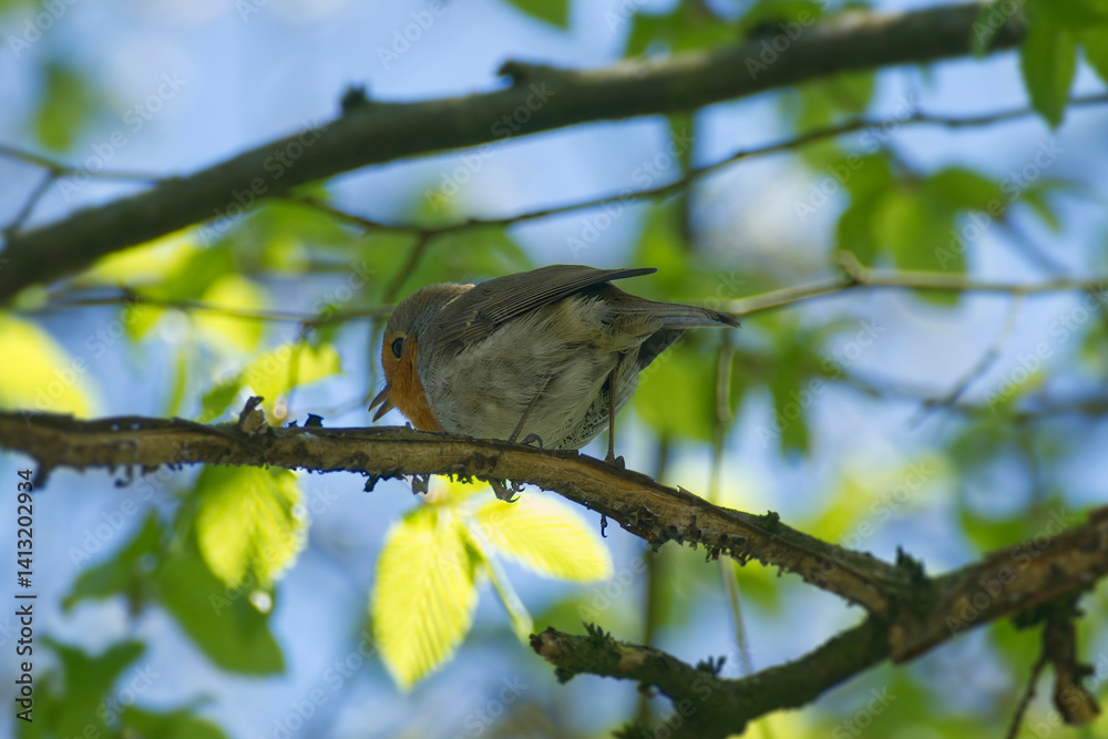 Fototapeta premium European robin (Erithacus rubecula) sitting on a tree branch in Zurich, Switzerland