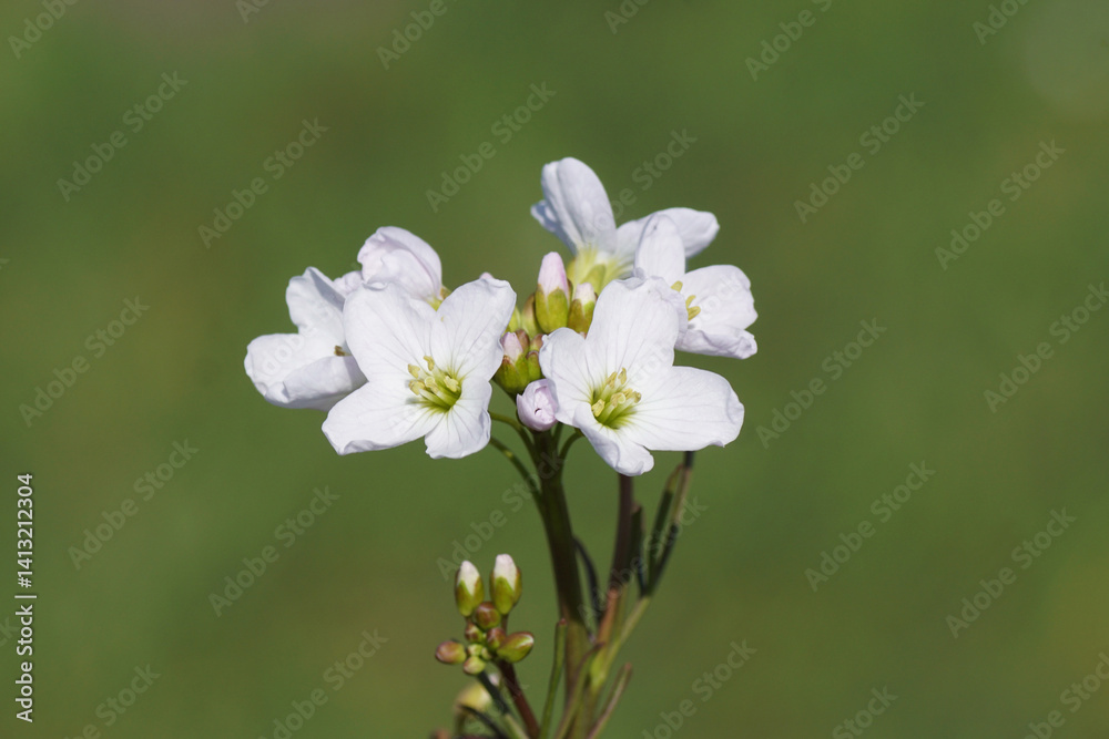 Obraz premium Close up flowers of cuckooflower, Cardamine pratensis. Family Brassicaceae. Green background. Spring, April, Netherlands.