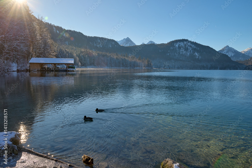 Fototapeta premium Serene Winter Wonderland: Two Graceful Swans Glide Across Icy Lake Surface Bathed in Golden Sunlight Pristine Frozen Landscape Showcases Nature's Tranquil Beauty on Crisp Winter Day