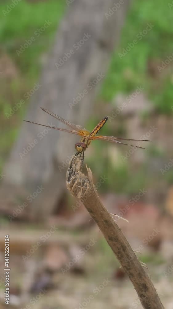 Dragonfly Perched on Branch: A close-up shot of a graceful dragonfly delicately perched on a slender branch, showcasing its intricate wing patterns, poised against a blurred green backdrop. Dragonfly Perched on Branch: A close-up shot of a graceful dragonfly delicately perched on a slender branch, showcasing its intricate wing patterns, poised against a blurred green backdrop.
