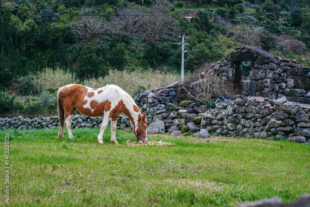Peaceful Grazing Horse in Azorean Pasture: Brown and White Horse Feeding in a Lush Green Field, Sao Jorge, Azores, Portugal. Serene Rural Landscape