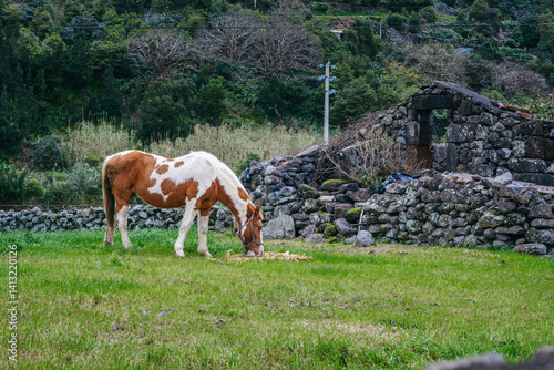 Obraz na płótnie Peaceful Grazing Horse in Azorean Pasture: Brown and White Horse Feeding in a Lush Green Field, Sao Jorge, Azores, Portugal. Serene Rural Landscape w salonie