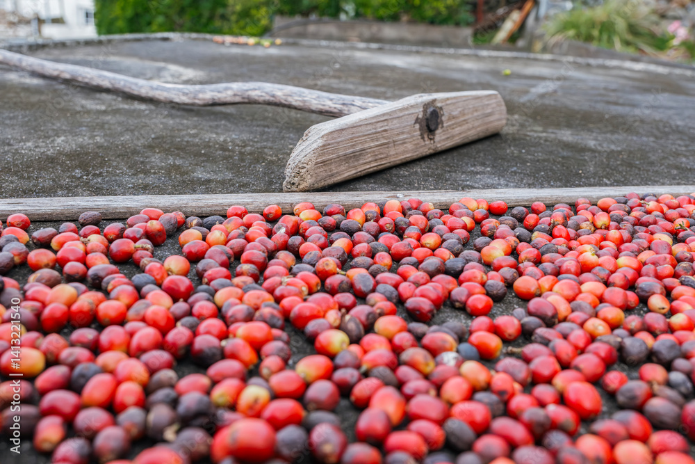 Coffee Cherry Drying Technique with Wooden Rake. Natural Processing Method for Premium Coffee Production Showing Fresh Red Coffee Beans and Traditional Wooden Tool Used for Even Drying on Sun Exposure