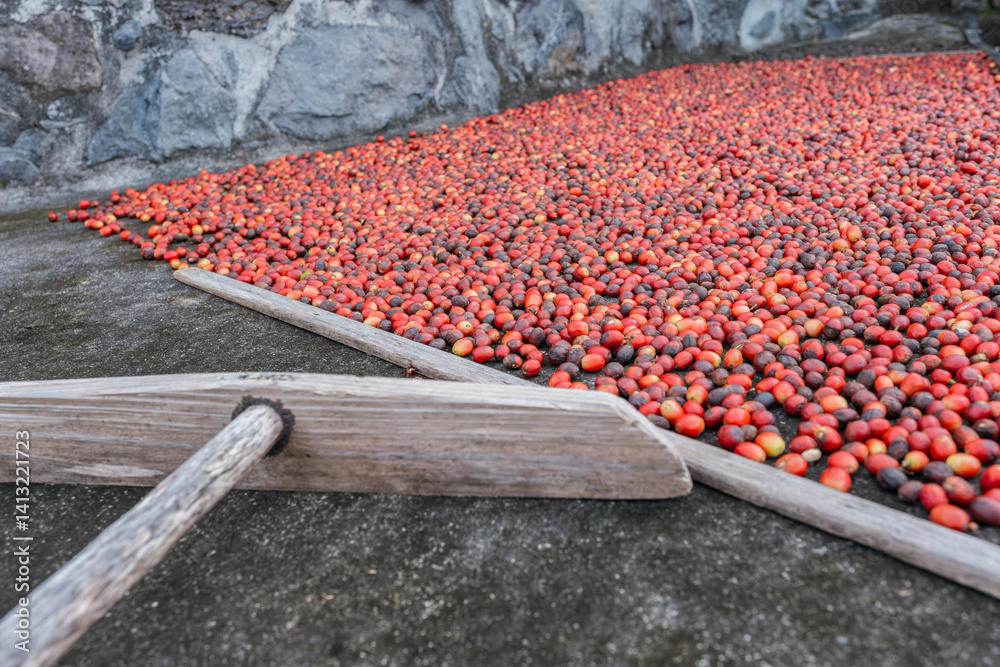 Authentic Coffee Processing: Wooden Rake and Drying Cherries. Traditional Coffee Farm Equipment for Turning and Spreading Fresh Harvested Coffee Cherries During Natural Sun-Drying Method