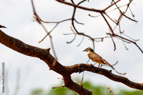 Canvas Print Great Kiskadee (Pitangus sulphuratus) bem-te-vi perched on a tree branch