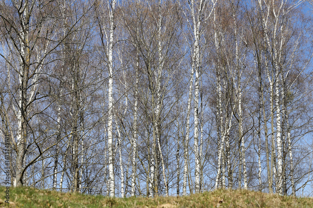 Birch trees in sunlight. Blue sky background. Bare spring branches. Natural forest view. Tranquil woodland scene. Early spring trees. Vertical white trunks. Fresh seasonal landscape.
