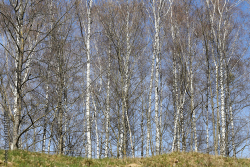 Obraz na płótnie Birch trees in sunlight. Blue sky background. Bare spring branches. Natural forest view. Tranquil woodland scene. Early spring trees. Vertical white trunks. Fresh seasonal landscape. w salonie