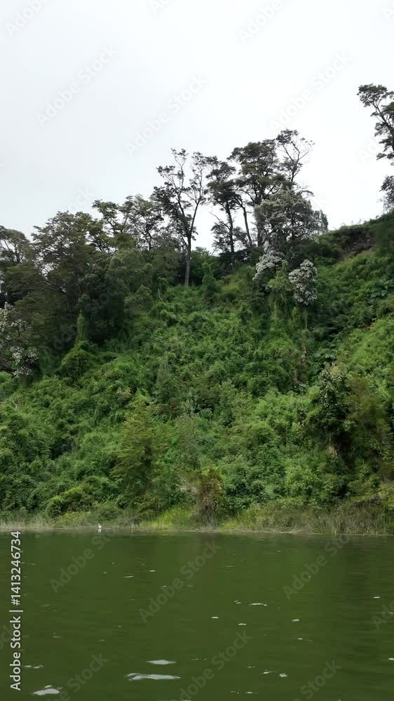 River Shoreline Covered with Dense Vegetation River Shoreline Covered with Dense Vegetation