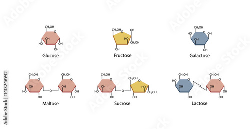 Carbohydrates Digestion. Maltase, Sucrase and Lactase enzymes catalyze disaccharides maltose, lactose and sucrose to monosaccharides, glucose, galactose and fructose molecules. Vector Illustration.
