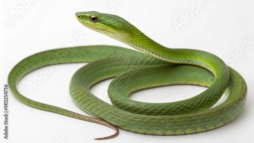 Asian Vine Snake on studio background
