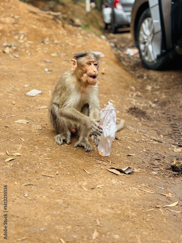 Naklejka premium Close-up of a monkey sitting at a tourist spot in Ooty, Tamil Nadu. The curious expression and natural background capture the wildlife charm of this hill station perfectly.
