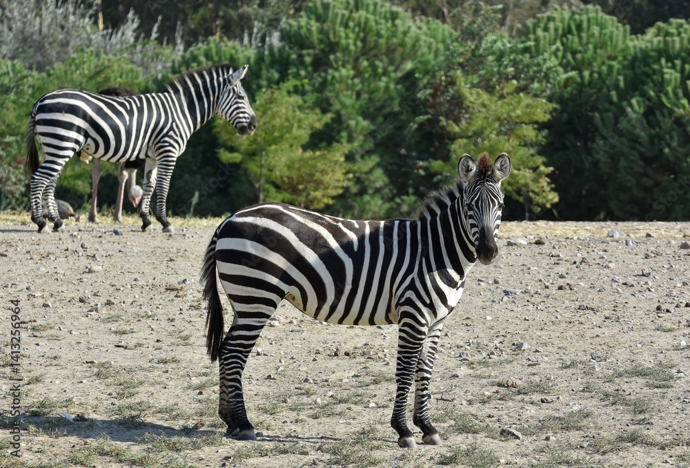 animals, photos of wild zebras