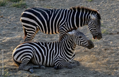 animals, photos of wild zebras