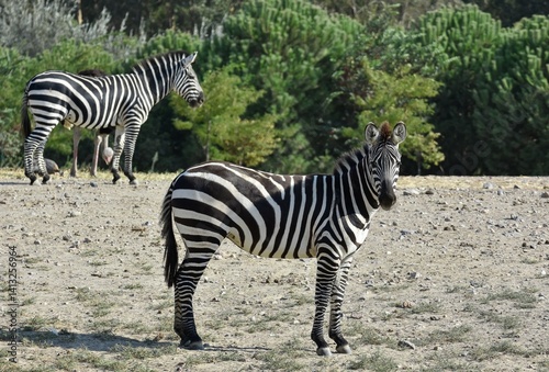Obraz na płótnie animals, photos of wild zebras w salonie