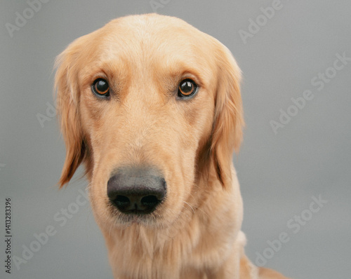 Close-up portrait of a golden retriever dog in front of a grey background photo