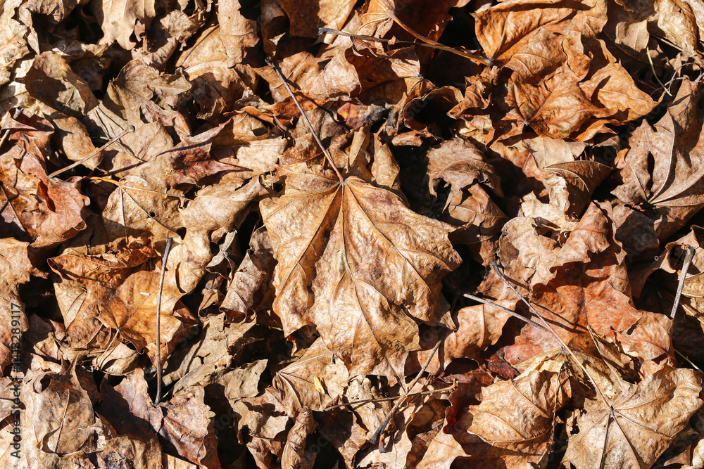 Dry autumn leaves texture. Fallen brown foliage. Seasonal forest floor. Natural leafy pattern. Crunchy and crisp look. Close-up macro view. Autumnal background. Nature detail scene.