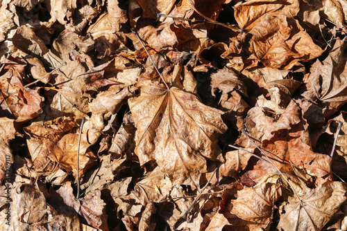 Obraz na płótnie Dry autumn leaves texture. Fallen brown foliage. Seasonal forest floor. Natural leafy pattern. Crunchy and crisp look. Close-up macro view. Autumnal background. Nature detail scene. w salonie