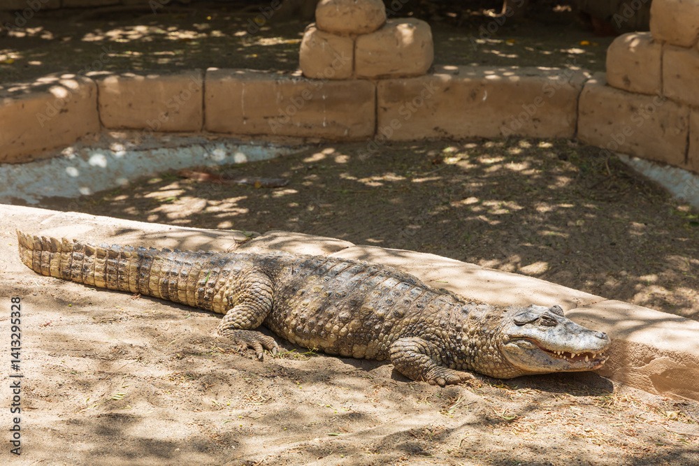 Fototapeta premium Crocodile in the zoo park on the island of Gran Canaria Spain