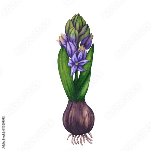 Blue hyacinth. Hand draw Watercolor illustration Spring first flower isolated. Hyacinth violet blossom grows from a bulb on transparent png background. Floral design for wedding invitation, and card