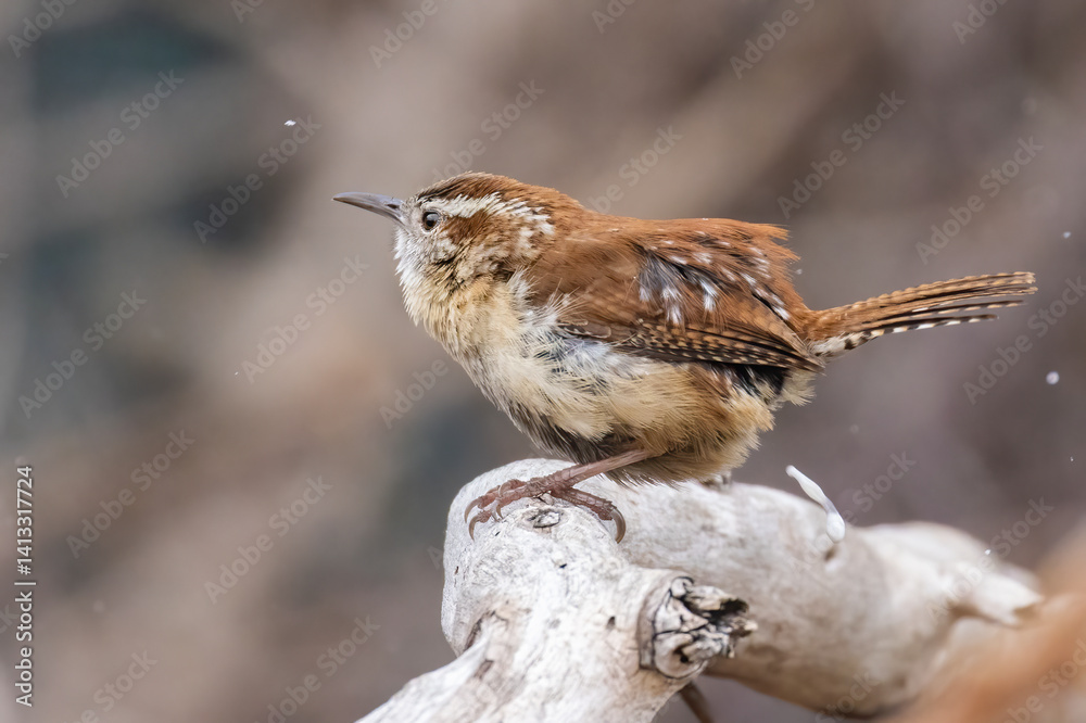 Carolina wren (Thryothorus ludovicianus) singing in spring